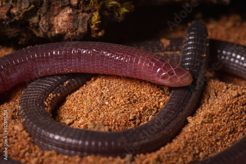 anfisbena amphisbaena legless lizard on the groun photo