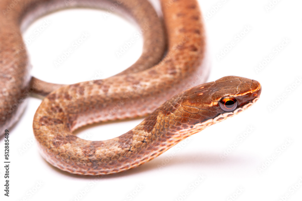 Fototapeta premium brown spoted runner ground snake on white background back
