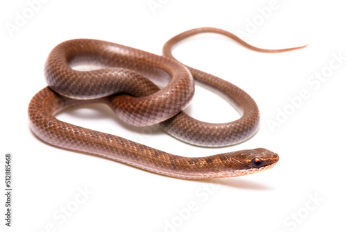 brown spoted runner ground snake on white background back