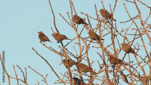 Blackbirds up in an Oak tree in winter evening sun photo