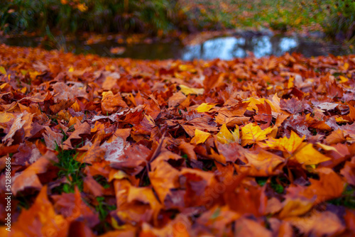 yellow leaves on grass in city park