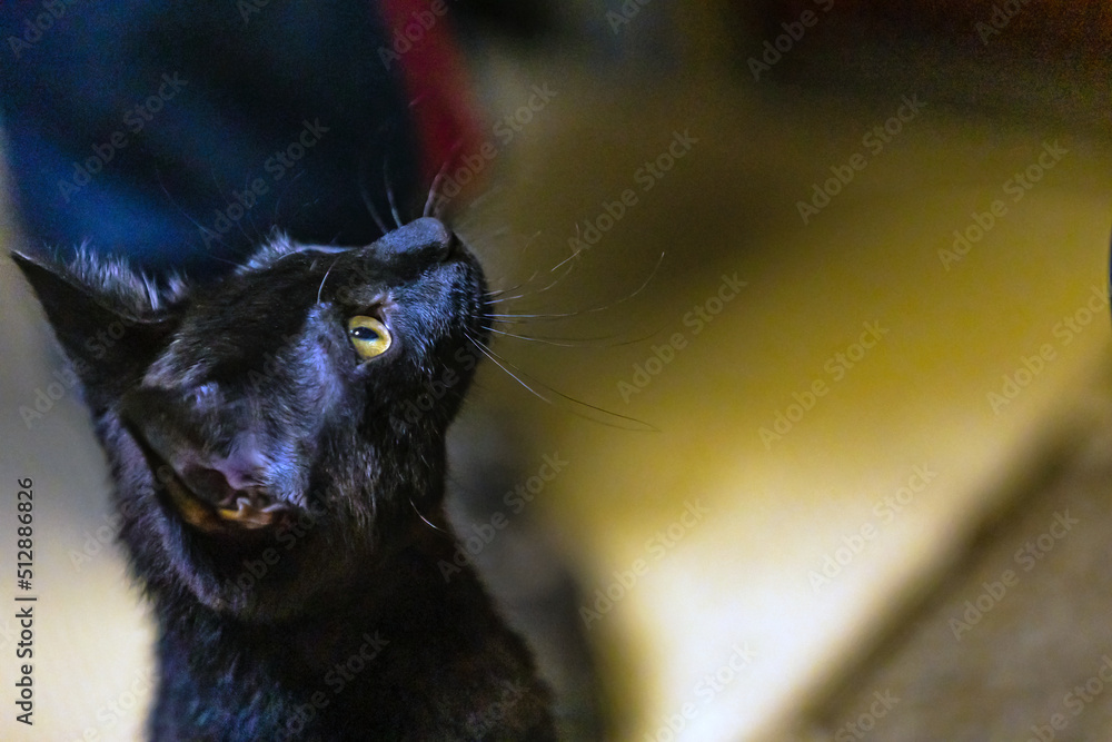 Attentiv lively black Kitten