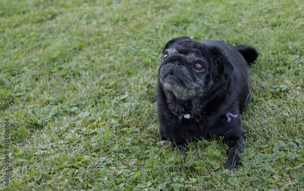 Black senior pug Black senior pug