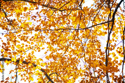 autumn tree branches with yellow leaves against sky