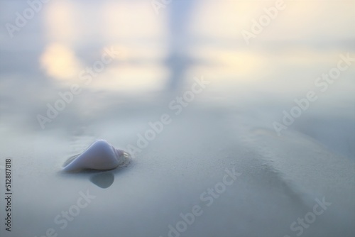 海辺と貝殻