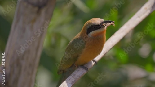 This video shows a wild white-fronted bee-eater (Merops bullockoides) bird tossing a cricket in the air and catching it's meal in slow motion. photo