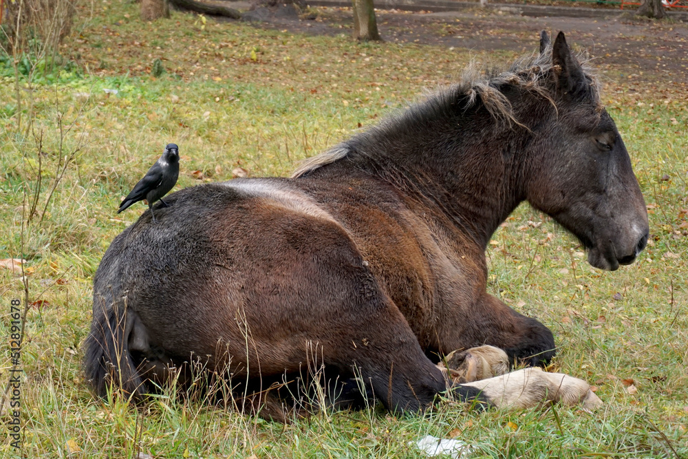 Jackdaw pecking at the horse of parasites and other insects. Example of symbiosis. Jackdaw pecking at the horse of parasites and other insects. Example of symbiosis.