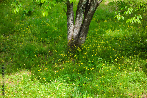 春、野に咲くキンポウゲ 