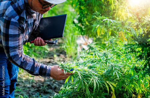 Man specialist inspects closely cannabis plant to verify the best product quality for medicine. Quality inspection concept.