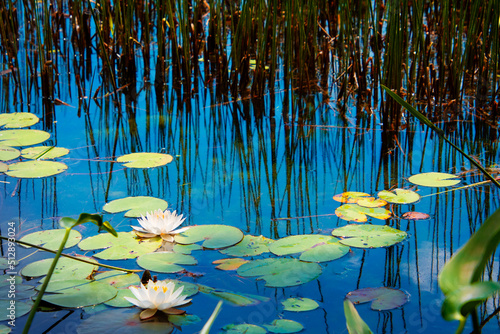 Obraz na plátně Water lilies on a blue pond with reed reflections in water