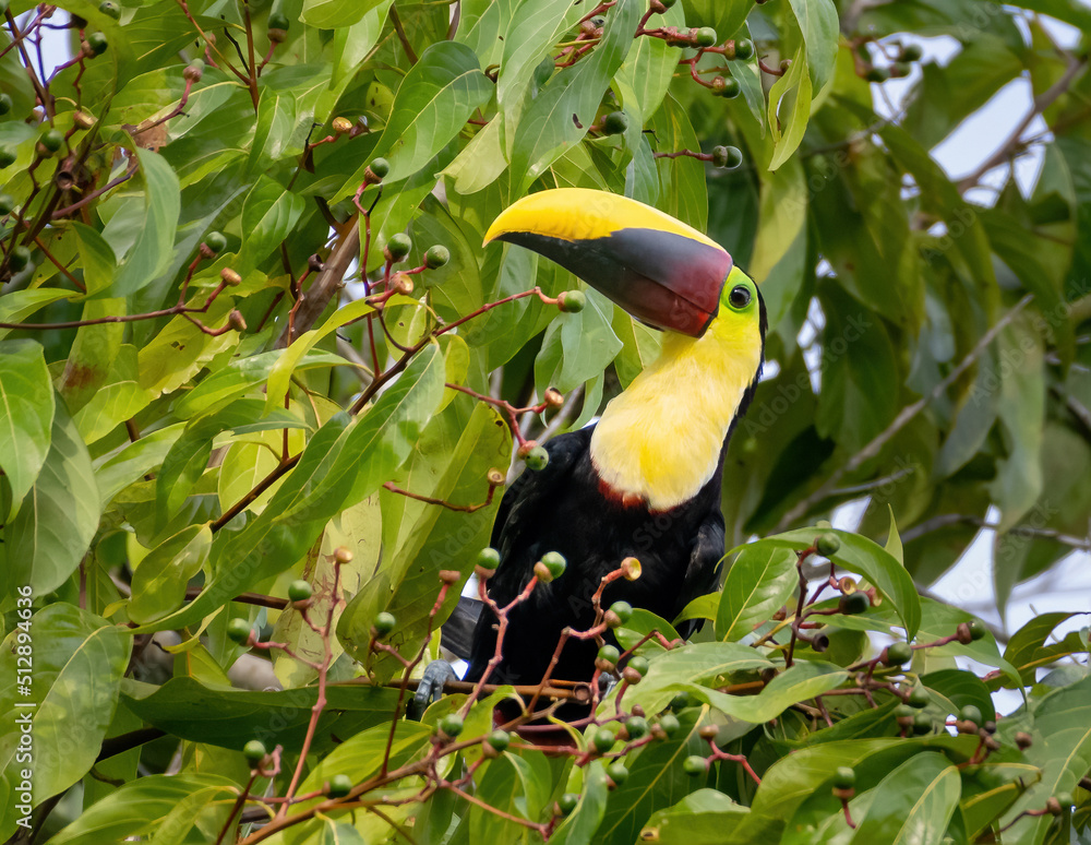Fototapeta premium Toucan in a tree