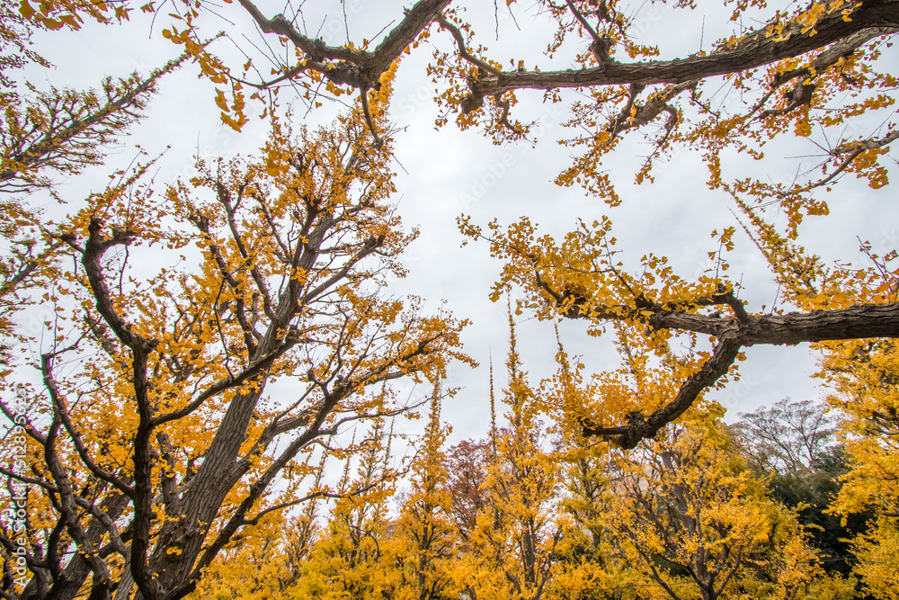 Vivid yellow Ginkgo leaves at Icho Namiki-dori(Ginkgo Avenue),Meiji Jingu Gaien,Aoyama area,Tokyo,Japan in autumn. Vivid yellow Ginkgo leaves at Icho Namiki-dori(Ginkgo Avenue),Meiji Jingu Gaien,Aoyama area,Tokyo,Japan in autumn.