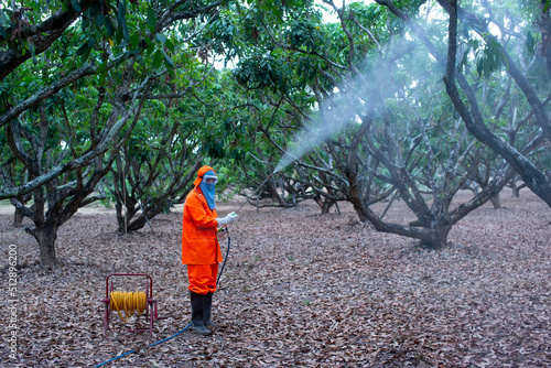 Asian gardeners spray pesticides in the longan orchard