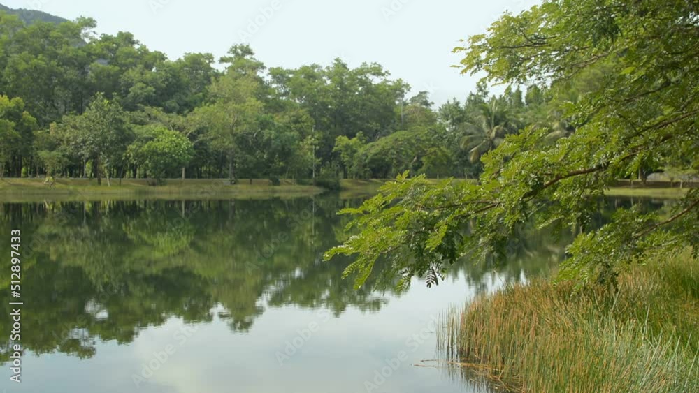 Tranquility landscape scene of natural pond surrounding by lush foliage plants in the park. Scenic nature reflected on the water surface. Green outdoor environmental conservation. Tranquility landscape scene of natural pond surrounding by lush foliage plants in the park. Scenic nature reflected on the water surface. Green outdoor environmental conservation.