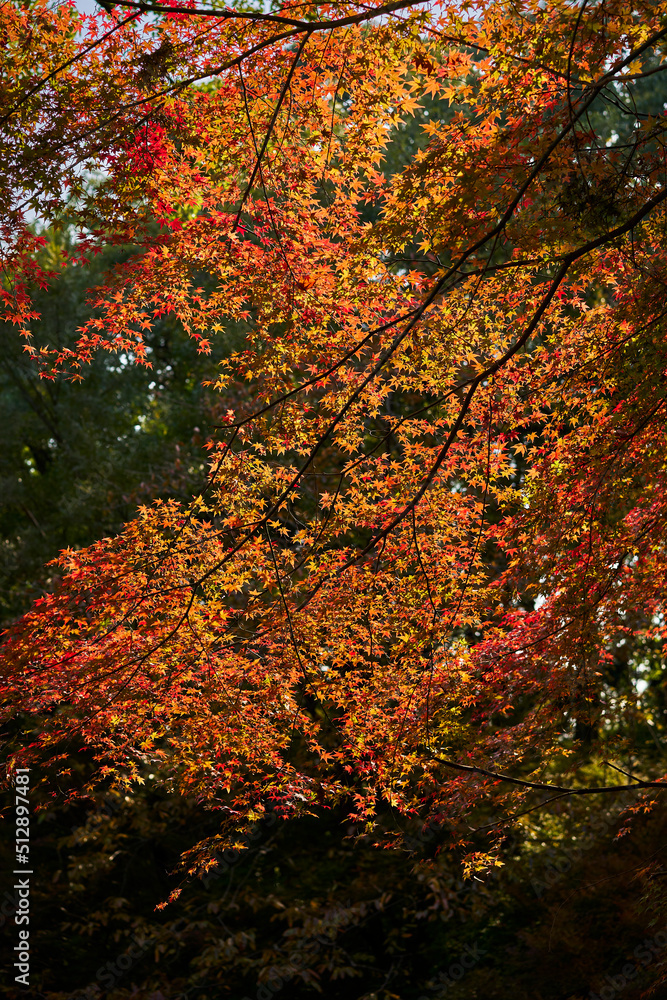 Autumn Leaves In Japan Autumn Leaves In Japan