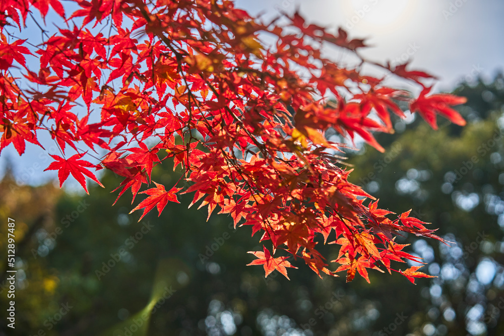 Autumn Leaves In Japan