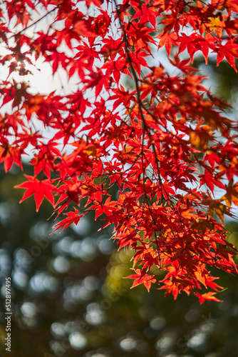 Autumn Leaves In Japan