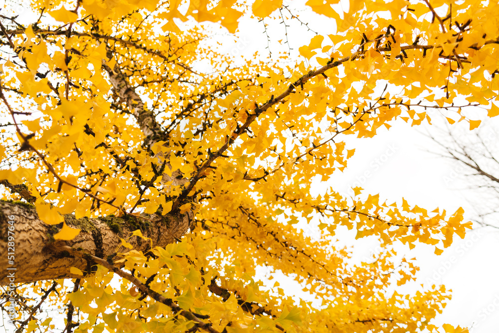 gingko branch full of leaves in autumn gingko branch full of leaves in autumn