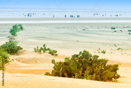 Tajpur sea beach - bay of Bengal, India. View of Cactus on sand dunes with blue sky in the background. photo