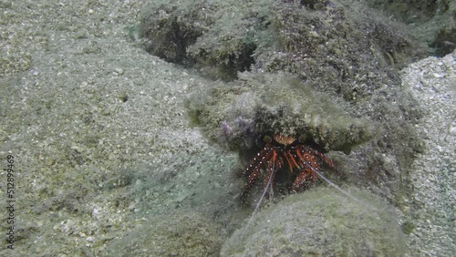 White-spotted hermit crab (Dardanus megistos)
Indo-Pacific, 15 cm. ID: orange white-spotted body
and legs, deep red eyestalks. photo