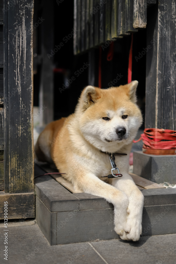 Lovely Akita-inu (Akita Dog) in Samurai District of Kakunodate,Akita