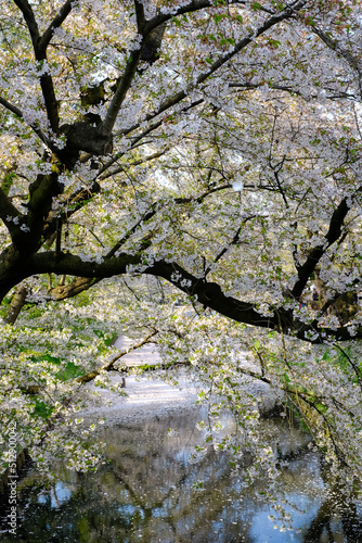 Hirosaki Cherry Blossom Festival 2018 at Hirosaki Park,Aomori,Tohoku,Japan on April 28,2018:Spectacular views of outer moat filled with cherry blossom petals,may be called "Hanaikada". Outer moat fill