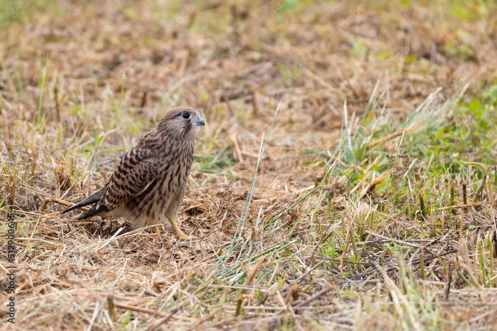 巣立ち直前のチョウゲンボウ