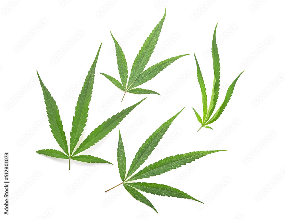 Green marijuana or cannabis sativa leaves on white background. Green marijuana or cannabis sativa leaves on white background.