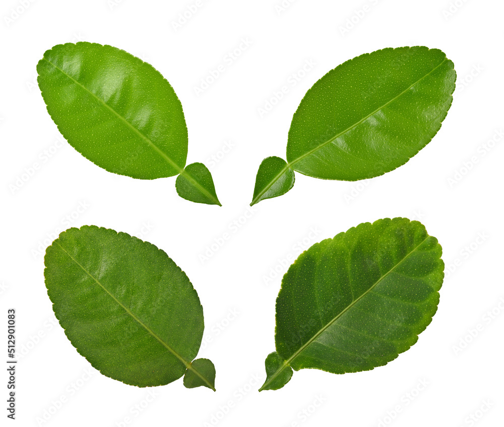 Fototapeta premium Citrus leaf isolated on white background