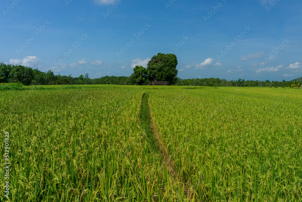 green yellow rice with blue sky in the agricultural sector in Bengkulu, Indonesia
