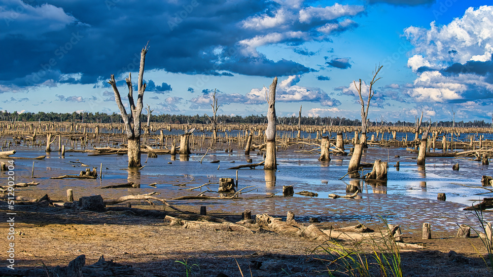 Dead Trees in Drained Lake Mulwala NSW Dead Trees in Drained Lake Mulwala NSW