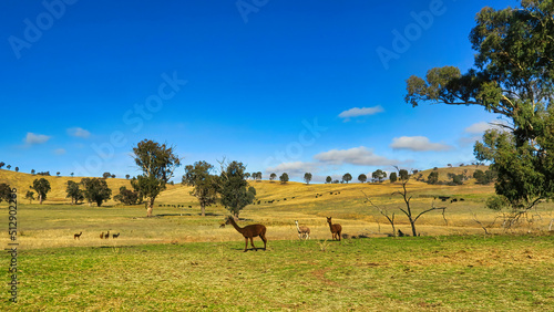 Trees Rolling Hills Alpacas and Cows in Paddocks at Mt Adrah NSW