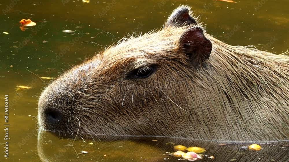 Close up capybara in pond, Chiangmai Thailand Close up capybara in pond, Chiangmai Thailand