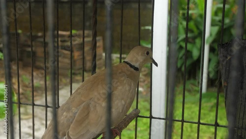 A bird, pigeon in a cage