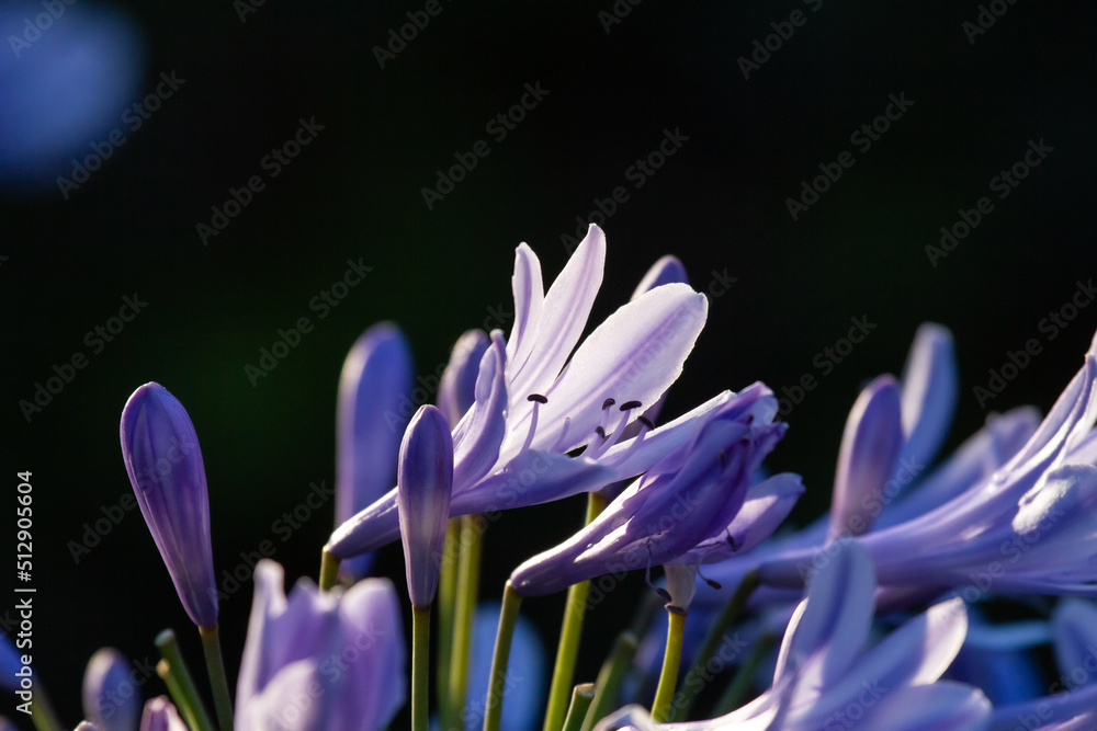 Close-up of blossoms and buds of an African lily (Agapanthus) with dark background Close-up of blossoms and buds of an African lily (Agapanthus) with dark background