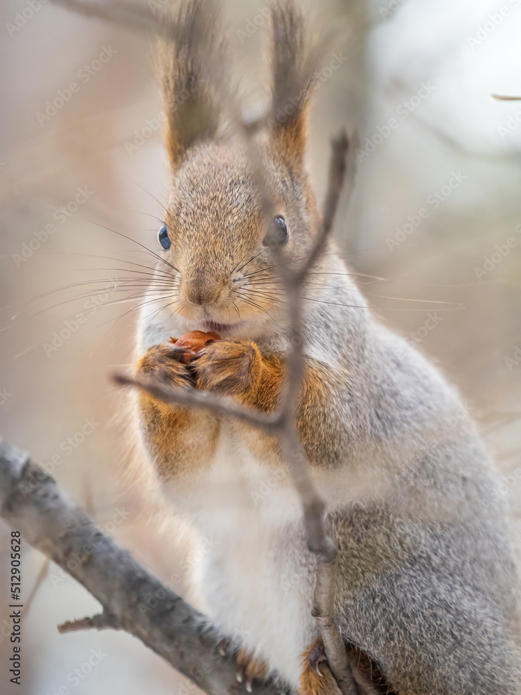 The squirrel with nut sits on tree in the winter or late autumn The squirrel with nut sits on tree in the winter or late autumn