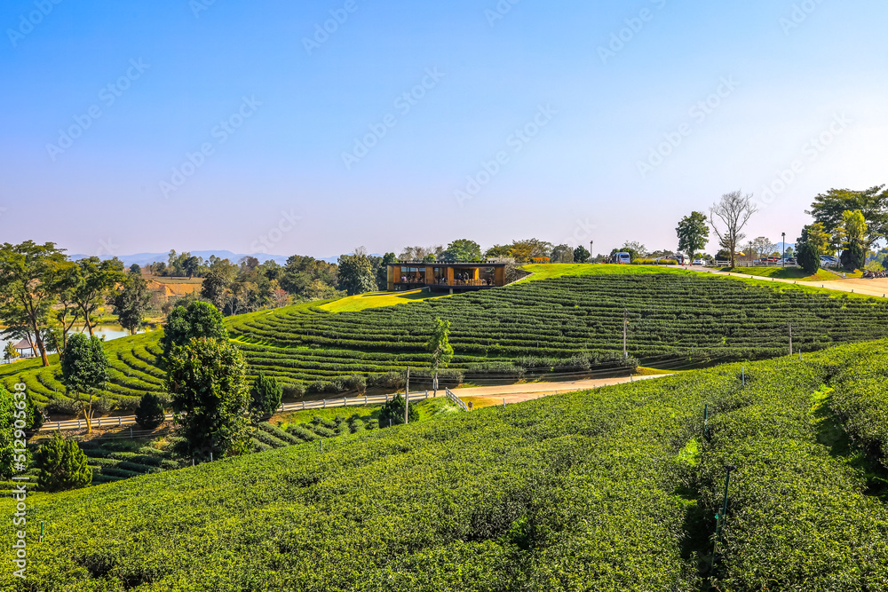 Mae Chan District,Chiang Rai,Northern Thailand on January 17,2020:Green nature at Choui Fong Tea Plantation.
