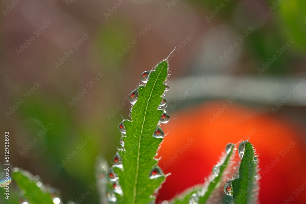 Dew drops on carved green poppy leaves Dew drops on carved green poppy leaves