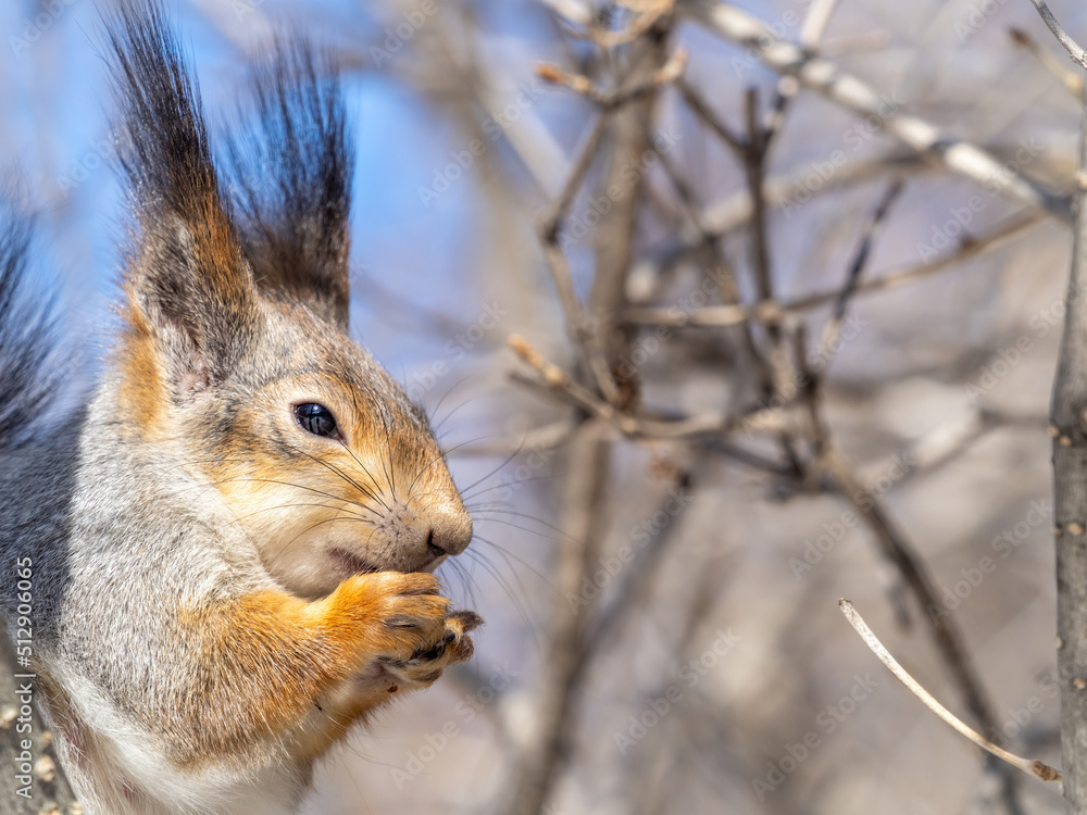 The squirrel with nut sits on tree in the winter or late autumn. Portrait of the squirrel close-up The squirrel with nut sits on tree in the winter or late autumn. Portrait of the squirrel close-up