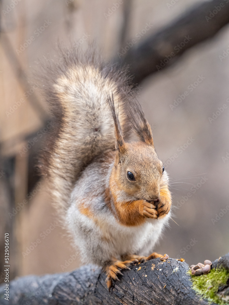 Fototapeta premium The squirrel with nut sits on a branches in the spring or summer.