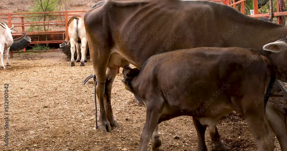 Calf feeding from its mother's udder rural farm concept Calf feeding from its mother's udder rural farm concept