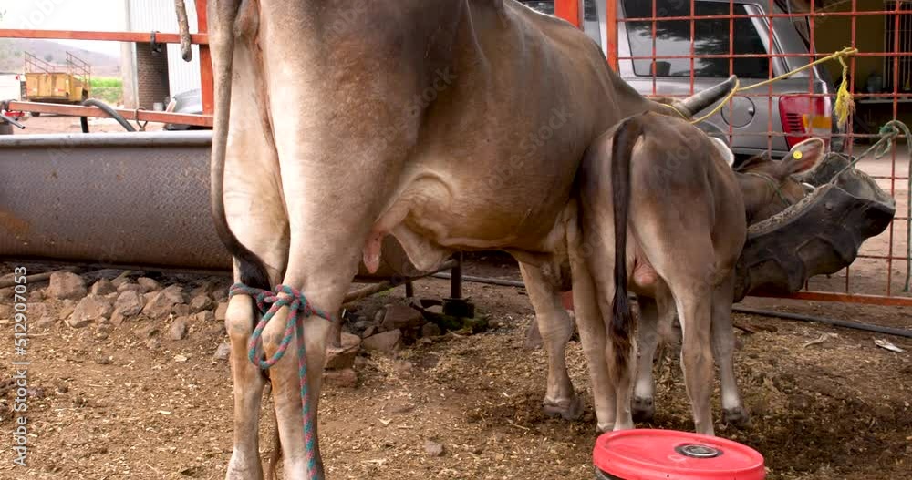 Cow eating pasture straight from a feed trough farm concept Cow eating pasture straight from a feed trough farm concept