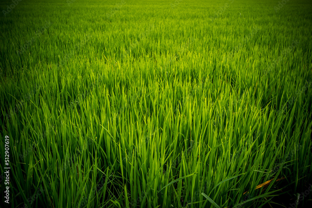 Rice fields in countryside of Thailand. Rice fields in countryside of Thailand.