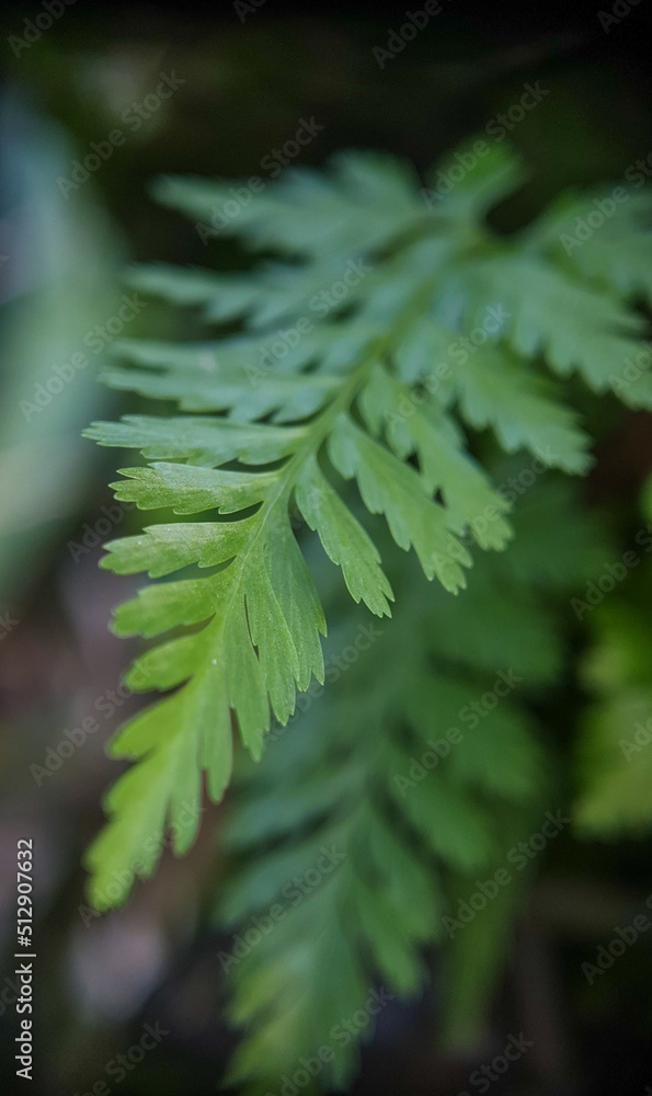 Title: June 21, 2022. macro shot of plants and insects in the tropics, and various flowers and dewy leaf details Title: June 21, 2022. macro shot of plants and insects in the tropics, and various flowers and dewy leaf details