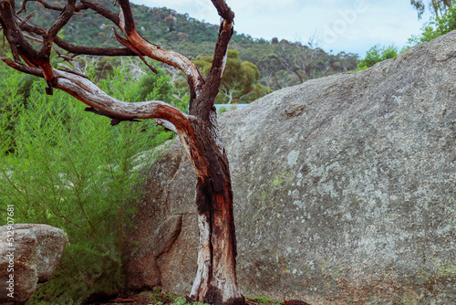 eucalyptus tree and granite rock formation of you yangs national park photo