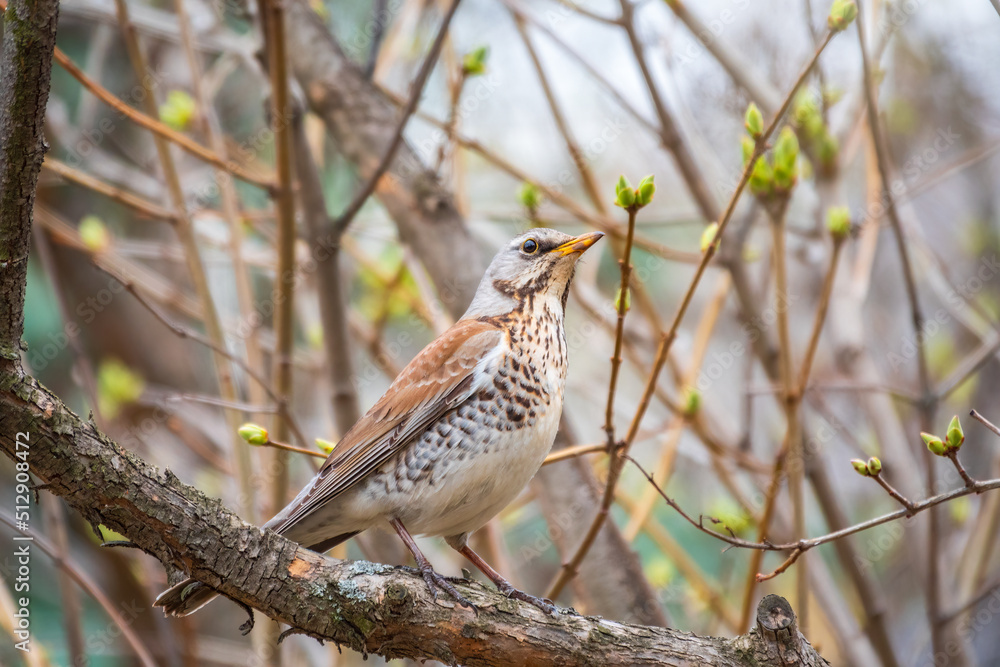 Fieldbird sits on a branch in spring with a blurred background. Fieldbird sits on a branch in spring with a blurred background.