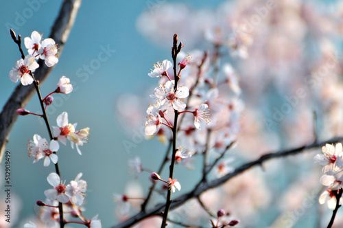 Fotobehang branch of a cherry tree
