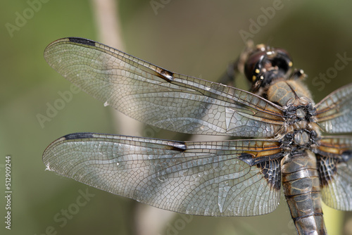 Close-up and detail shot of a flat-bellied dragonfly (Libellula depressa) perched on a branch in nature. The wings can be seen in detail. Small cobwebs hang from it. © leopictures