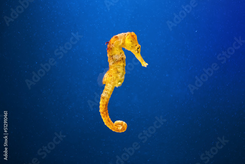 Slim seahorse in the aquarium with blue background (Hippocampus reidi)