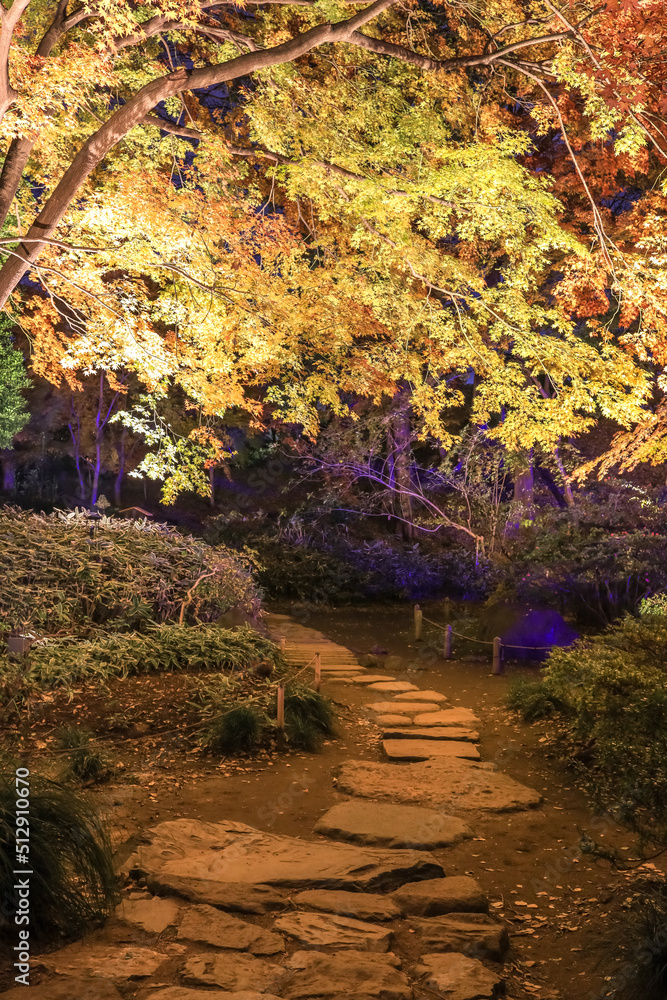 Bunkyo City,Tokyo,Japan on December6,2019:Illumination at Rikugien Garden in autumn.The contrast of the leaves against the dark night sky makes their colors seem even more vibrant than in the daytime. Bunkyo City,Tokyo,Japan on December6,2019:Illumination at Rikugien Garden in autumn.The contrast of the leaves against the dark night sky makes their colors seem even more vibrant than in the daytime.